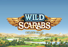 Wild Scarabs