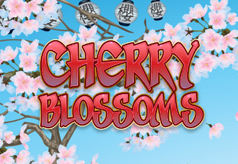 Cherry Blossoms