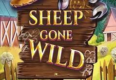 Sheep Gone Wild